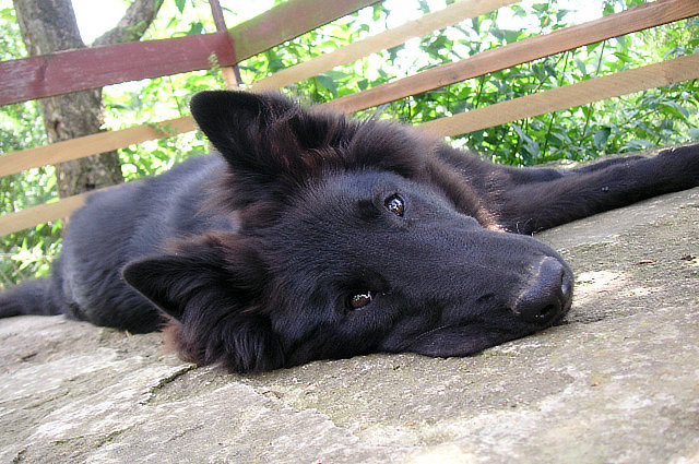 foto